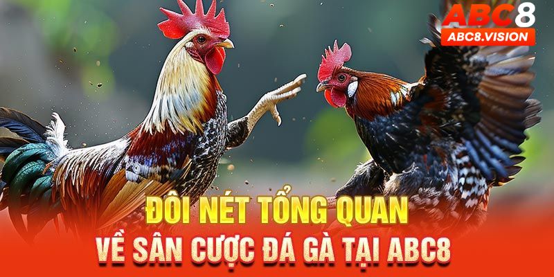 Vài nét về đá gà ABC8 vô cùng hấp dẫn 